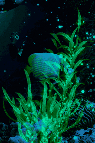 3D海洋水族馆动态鱼壁纸图标