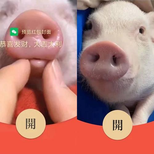 恋爱猪猪红包版合